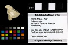 Foto (Objekt + Etiketten) von Cyclothyreus sp. 